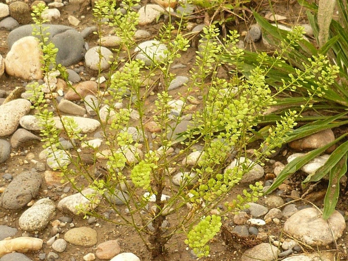 Lepidium virginicum (Brassicaceae)